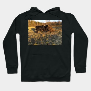 Scottish Highland Cattle Bull 2380 Hoodie